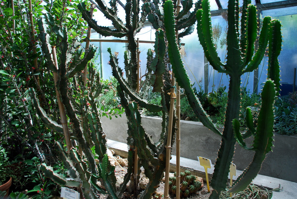 Orto Botanico_185.JPG